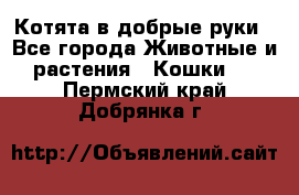 Котята в добрые руки - Все города Животные и растения » Кошки   . Пермский край,Добрянка г.